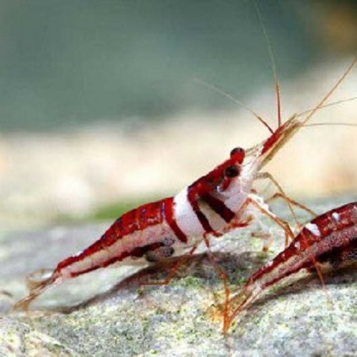 Caridina woltereckae